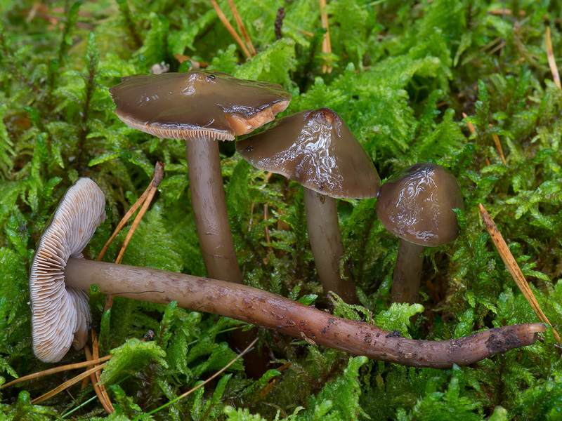 Phaeocollybia festiva